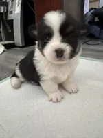 Valerie, a female Pembroke Welsh Corgi for sale in Strasburg, CO – Photo 1 of 4