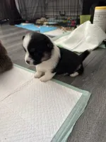 Valerie, a female Pembroke Welsh Corgi for sale in Strasburg, CO – Photo 4 of 4