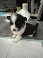 Valerie, a female Pembroke Welsh Corgi for sale in Strasburg, CO – Photo 3 of 4