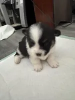 Valerie, a female Pembroke Welsh Corgi for sale in Strasburg, CO – Photo 2 of 4