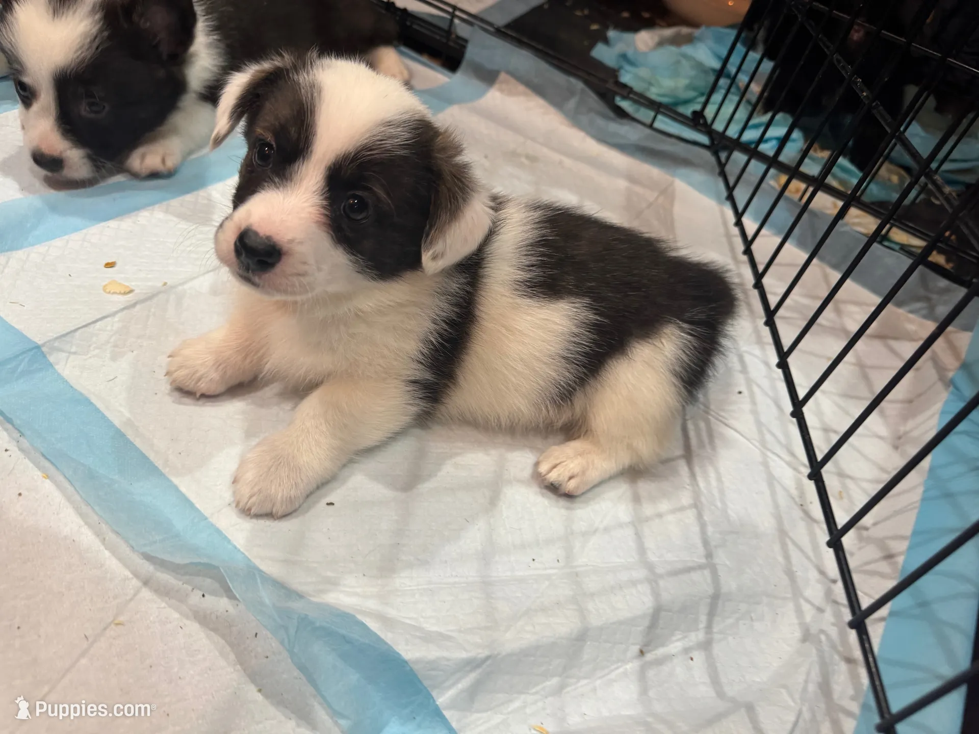 Tina brindle corgi , a female Pembroke Welsh Corgi for sale in Strasburg, CO – 2 of 4