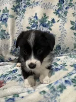 Timothy pembroke corgi , a male Pembroke Welsh Corgi for sale in Strasburg, CO – 2 of 4