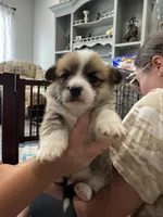 Alfredo, a male Pembroke Welsh Corgi for sale in Strasburg, CO – 2 of 3