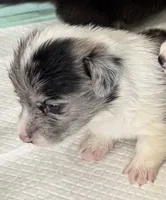 Vanessa Merle blue corgi , a female Pembroke Welsh Corgi for sale in Strasburg, CO – 4 of 5