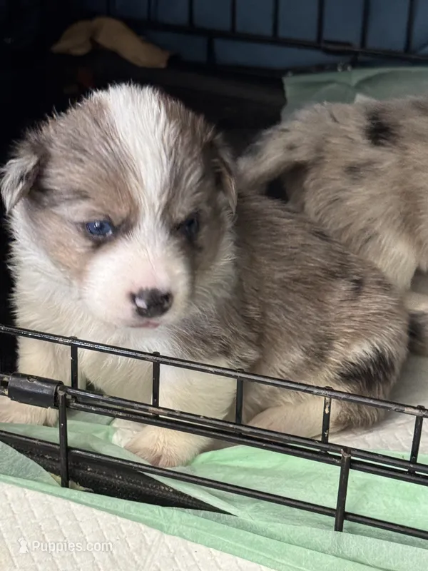 Tri color Merle corgi boy  – Pembroke Welsh Corgi puppy for sale in Strasburg, CO