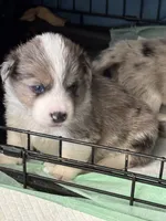 Tri color Merle corgi boy , a male Pembroke Welsh Corgi for sale in Strasburg, CO – 1 of 6