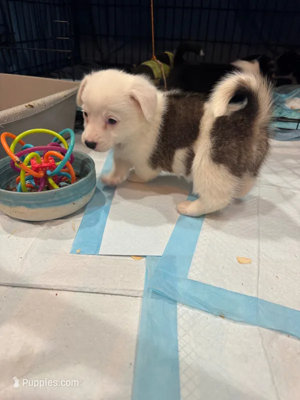 Mochi piebald brindle corgi  – Pembroke Welsh Corgi puppy for sale in Strasburg, CO