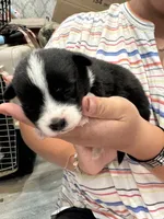 Timothy brindle corgi boy , a male Pembroke Welsh Corgi for sale in Strasburg, CO – 3 of 3