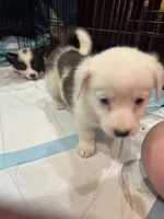 Mochi piebald brindle corgi , a female Pembroke Welsh Corgi for sale in Strasburg, CO – 6 of 6