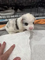 Female Merle blue eyes , a male Cardigan Welsh Corgi and Pembroke Welsh Corgi for sale in Strasburg, CO – Photo 3 of 3