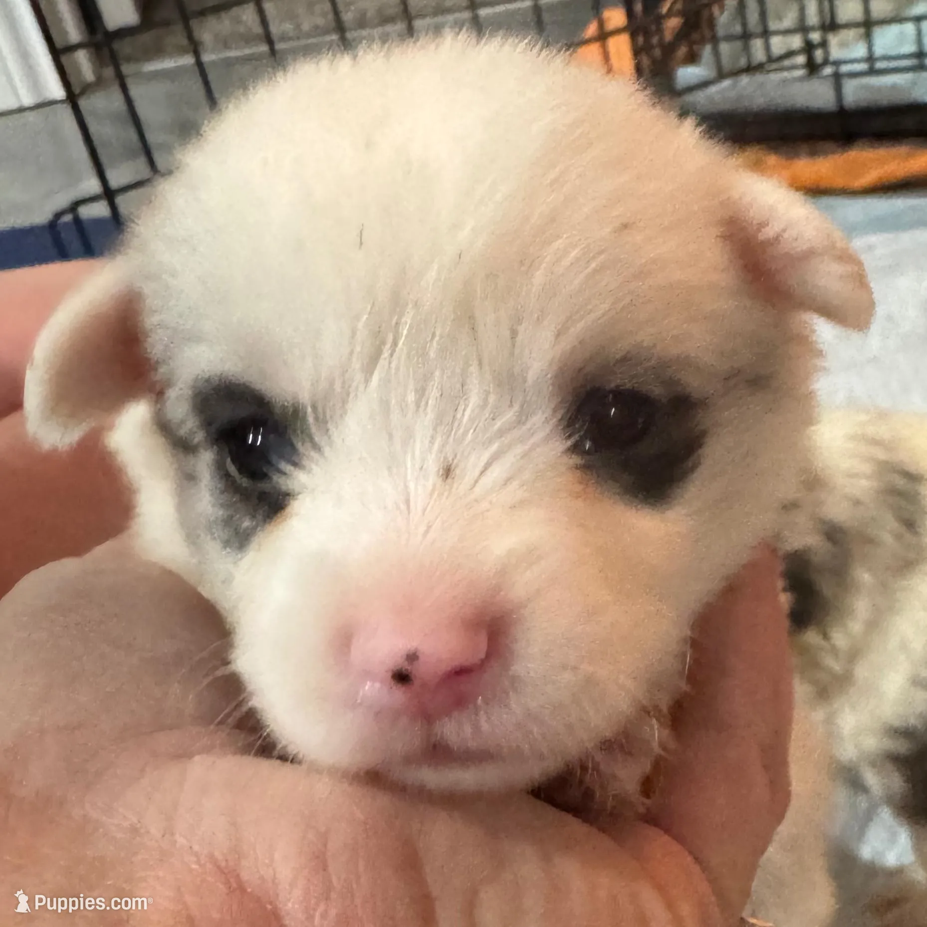 Female Merle blue eyes , a male Cardigan Welsh Corgi and Pembroke Welsh Corgi for sale in Strasburg, CO – Photo 2 of 3