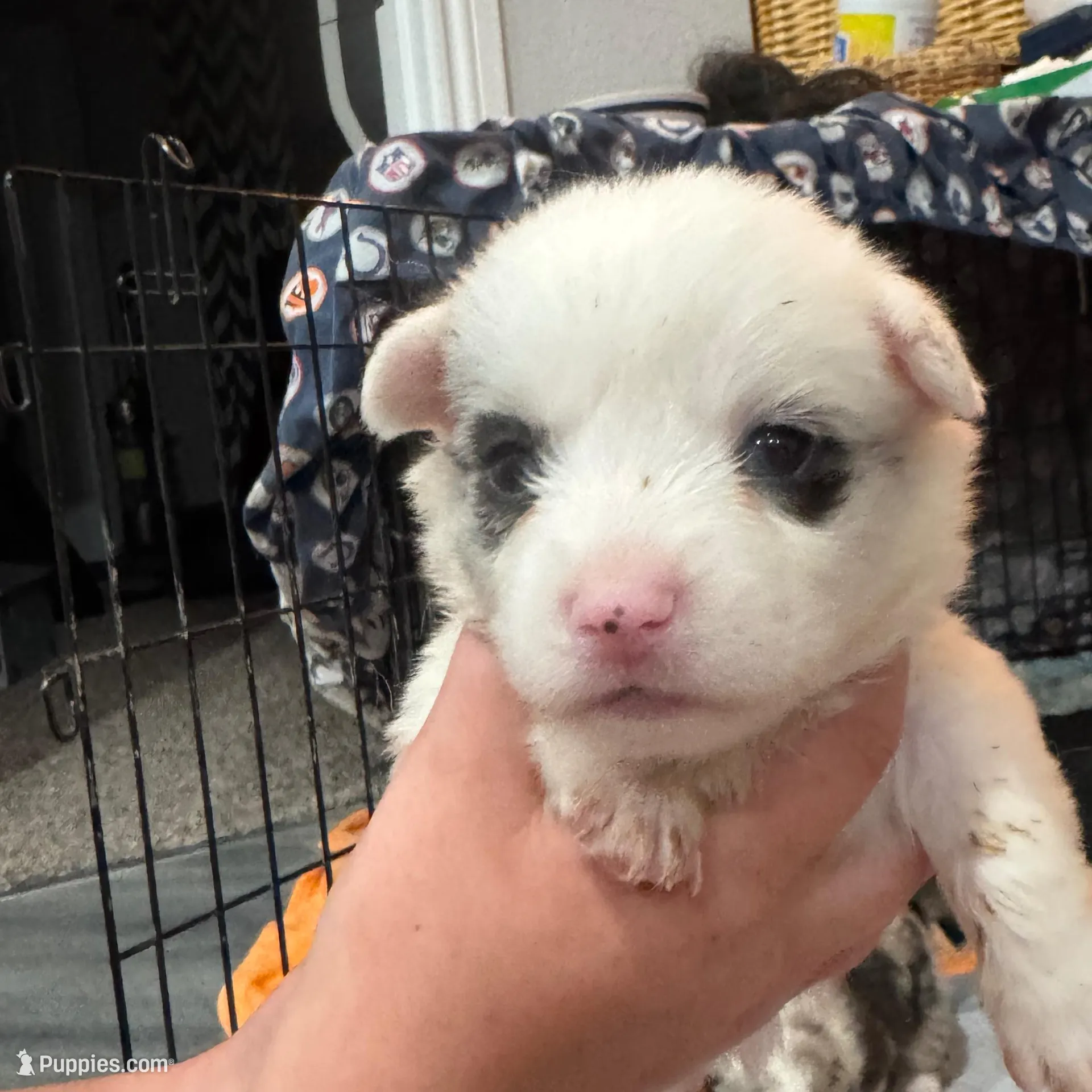 Female Merle blue eyes 