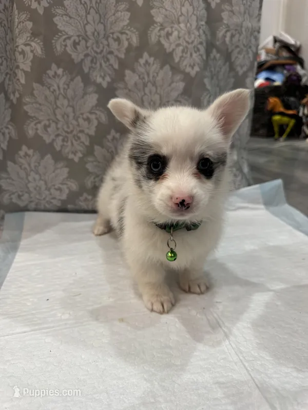 Female Merle blue eyes  – Cardigan Welsh Corgi, Pembroke Welsh Corgi puppy for sale in Strasburg, CO