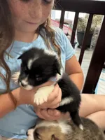 Ellie, a female Pembroke Welsh Corgi for sale in Strasburg, CO – 2 of 3