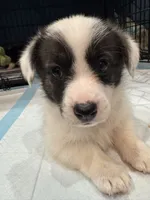 Tina brindle corgi , a female Pembroke Welsh Corgi for sale in Strasburg, CO – 3 of 4