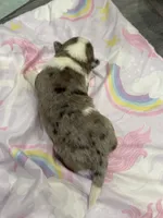 Tri color Merle corgi boy , a male Pembroke Welsh Corgi for sale in Strasburg, CO – 4 of 6