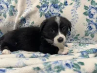 Timothy pembroke corgi , a male Pembroke Welsh Corgi for sale in Strasburg, CO – 4 of 4