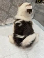 Brindle boy , a male Cardigan Welsh Corgi and Pembroke Welsh Corgi for sale in Strasburg, CO – Photo 4 of 5