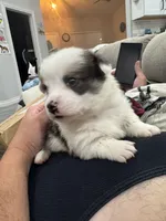 Brindle boy , a male Cardigan Welsh Corgi and Pembroke Welsh Corgi for sale in Strasburg, CO – Photo 2 of 6