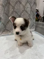 Brindle boy , a male Cardigan Welsh Corgi and Pembroke Welsh Corgi for sale in Strasburg, CO – Photo 2 of 5