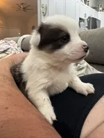 Brindle boy , a male Cardigan Welsh Corgi and Pembroke Welsh Corgi for sale in Strasburg, CO – Photo 1 of 6