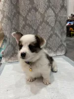 Brindle boy , a male Cardigan Welsh Corgi and Pembroke Welsh Corgi for sale in Strasburg, CO – Photo 3 of 5