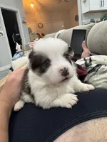 Brindle boy , a male Cardigan Welsh Corgi and Pembroke Welsh Corgi for sale in Strasburg, CO – Photo 3 of 6