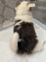 Brindle boy , a male Cardigan Welsh Corgi and Pembroke Welsh Corgi for sale in Strasburg, CO – Photo 5 of 5