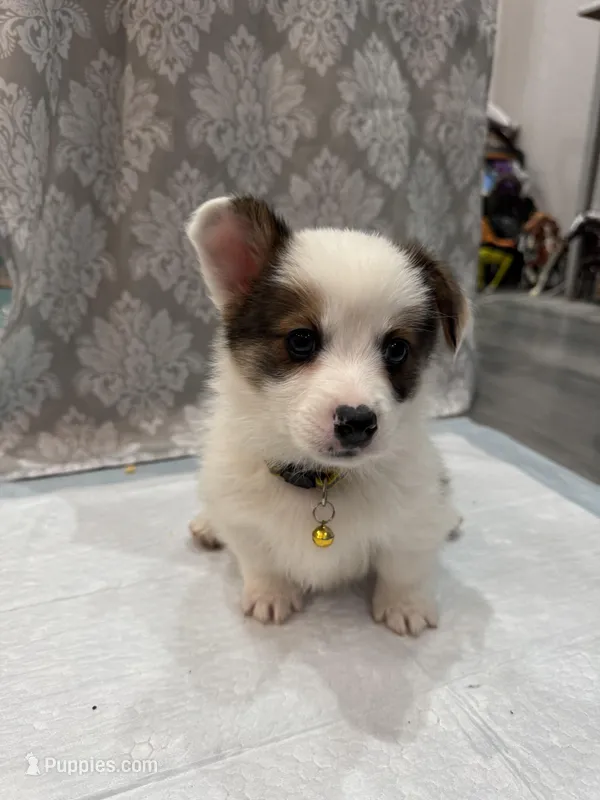 Brindle boy  – Cardigan Welsh Corgi, Pembroke Welsh Corgi puppy for sale in Strasburg, CO