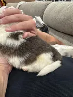 Brindle boy , a male Cardigan Welsh Corgi and Pembroke Welsh Corgi for sale in Strasburg, CO – Photo 5 of 6