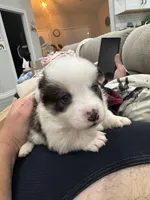 Brindle boy , a male Cardigan Welsh Corgi and Pembroke Welsh Corgi for sale in Strasburg, CO – Photo 4 of 6