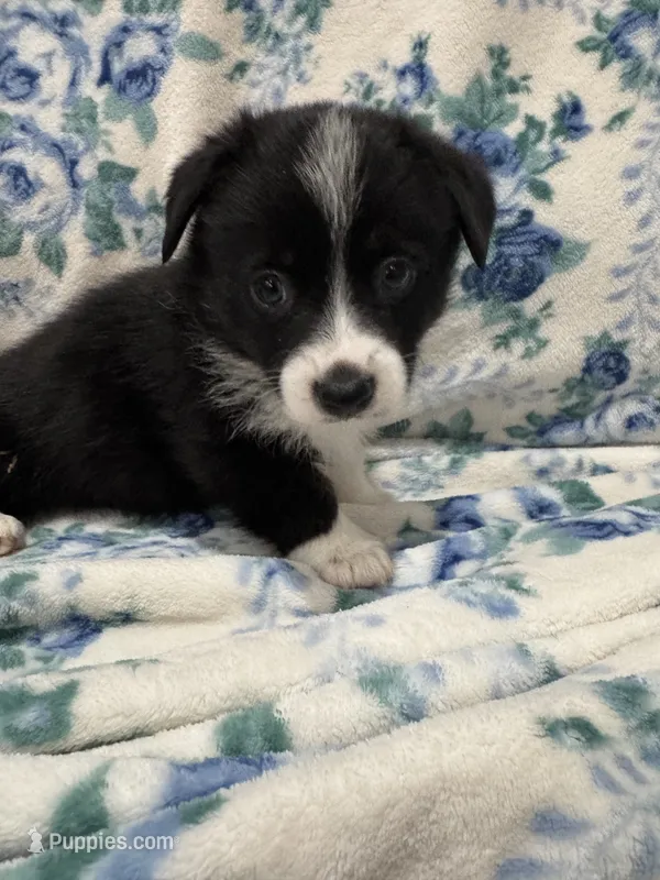 Timothy pembroke corgi  – Pembroke Welsh Corgi puppy for sale in Strasburg, CO