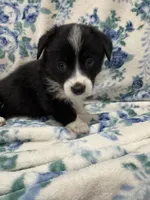 Timothy pembroke corgi , a male Pembroke Welsh Corgi for sale in Strasburg, CO – 1 of 4