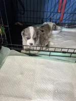 Tri color Merle corgi boy , a male Pembroke Welsh Corgi for sale in Strasburg, CO – 5 of 6