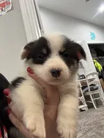 Splash, a female Pembroke Welsh Corgi for sale in Strasburg, CO – Photo 1 of 8