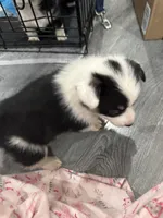 Splash, a female Pembroke Welsh Corgi for sale in Strasburg, CO – Photo 6 of 8