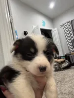 Splash, a female Pembroke Welsh Corgi for sale in Strasburg, CO – Photo 3 of 8