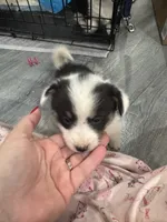 Splash, a female Pembroke Welsh Corgi for sale in Strasburg, CO – Photo 7 of 8