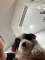 Splash, a female Pembroke Welsh Corgi for sale in Strasburg, CO – Photo 5 of 8