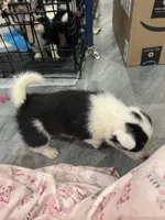 Splash, a female Pembroke Welsh Corgi for sale in Strasburg, CO – Photo 8 of 8