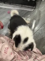 Splash, a female Pembroke Welsh Corgi for sale in Strasburg, CO – Photo 4 of 8