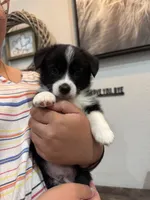 Timothy pembroke corgi , a male Pembroke Welsh Corgi for sale in Strasburg, CO – 3 of 4