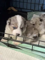 Tri color Merle corgi boy , a male Pembroke Welsh Corgi for sale in Strasburg, CO – 2 of 6
