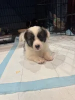 Tina brindle corgi , a female Pembroke Welsh Corgi for sale in Strasburg, CO – 4 of 4