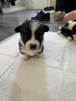 Libby, a female Pembroke Welsh Corgi for sale in Strasburg, CO – Photo 3 of 4