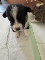 Libby, a female Pembroke Welsh Corgi for sale in Strasburg, CO – Photo 4 of 4