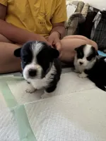 Libby, a female Pembroke Welsh Corgi for sale in Strasburg, CO – Photo 2 of 4