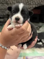 Timothy brindle corgi boy , a male Pembroke Welsh Corgi for sale in Strasburg, CO – 1 of 3