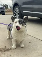 Tri color Merle corgi boy , a male Pembroke Welsh Corgi for sale in Strasburg, CO – 6 of 6