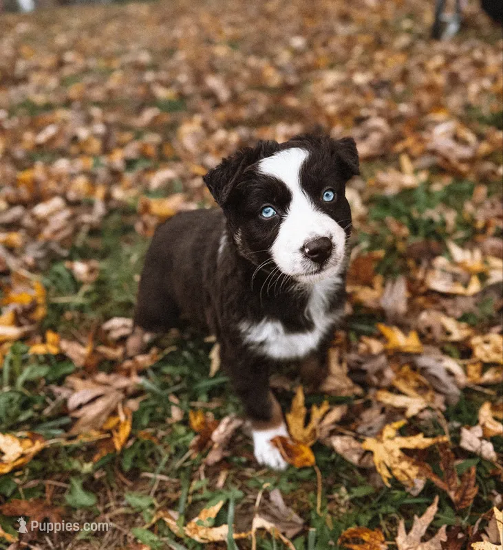 Star Dust – Australian Shepherd puppy for sale in Unionville, IA